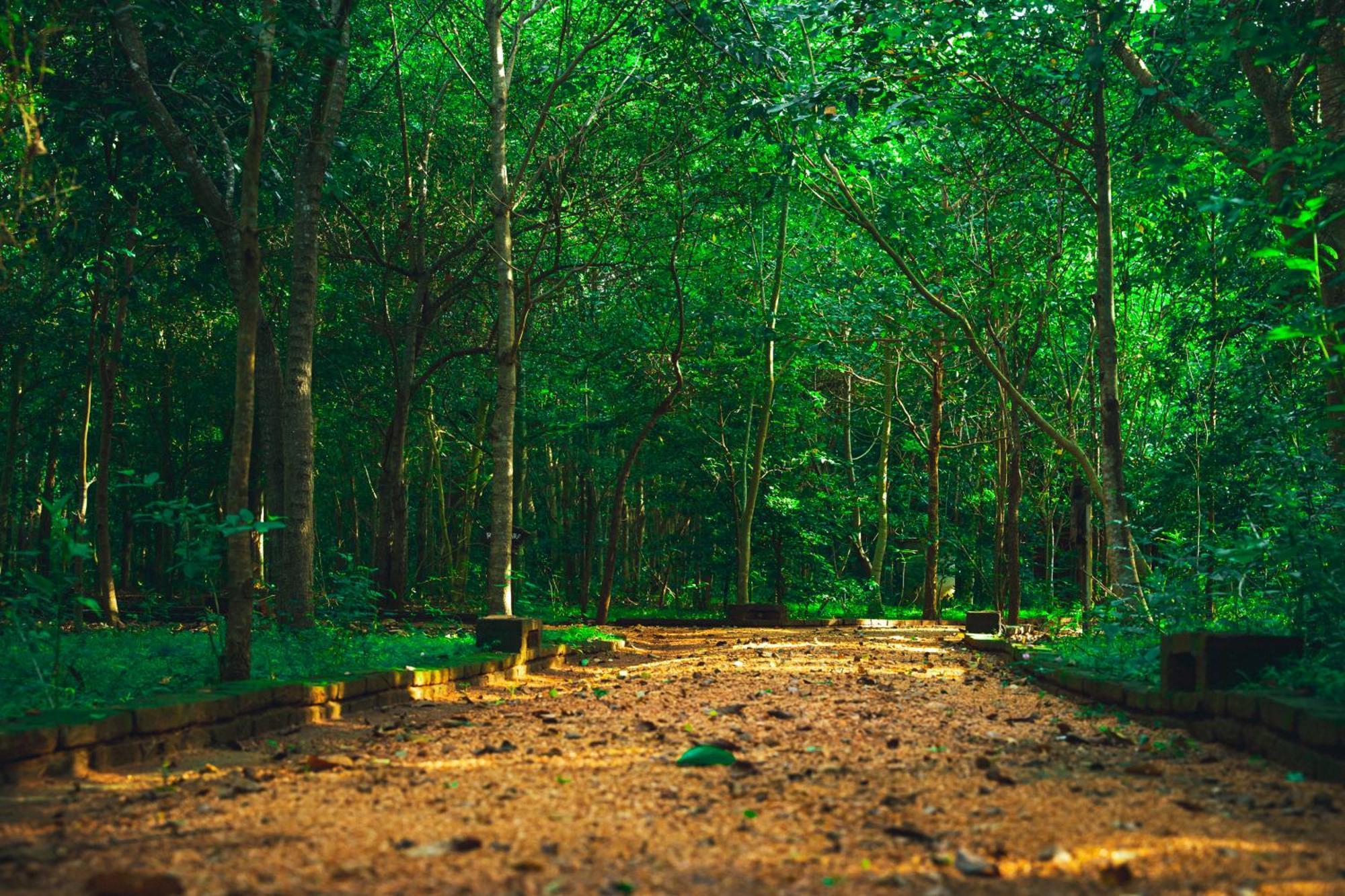 Kaala Kalaththewa Luxury Eco Resort Holambra Exterior foto